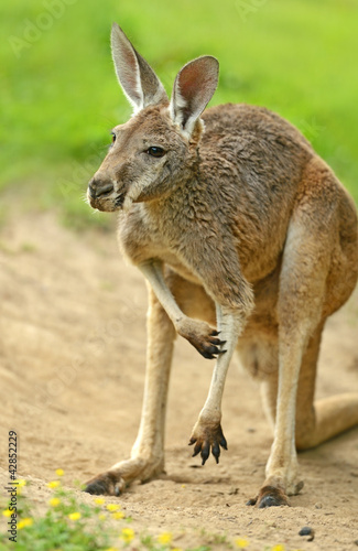 Kangaroo © kyslynskyy