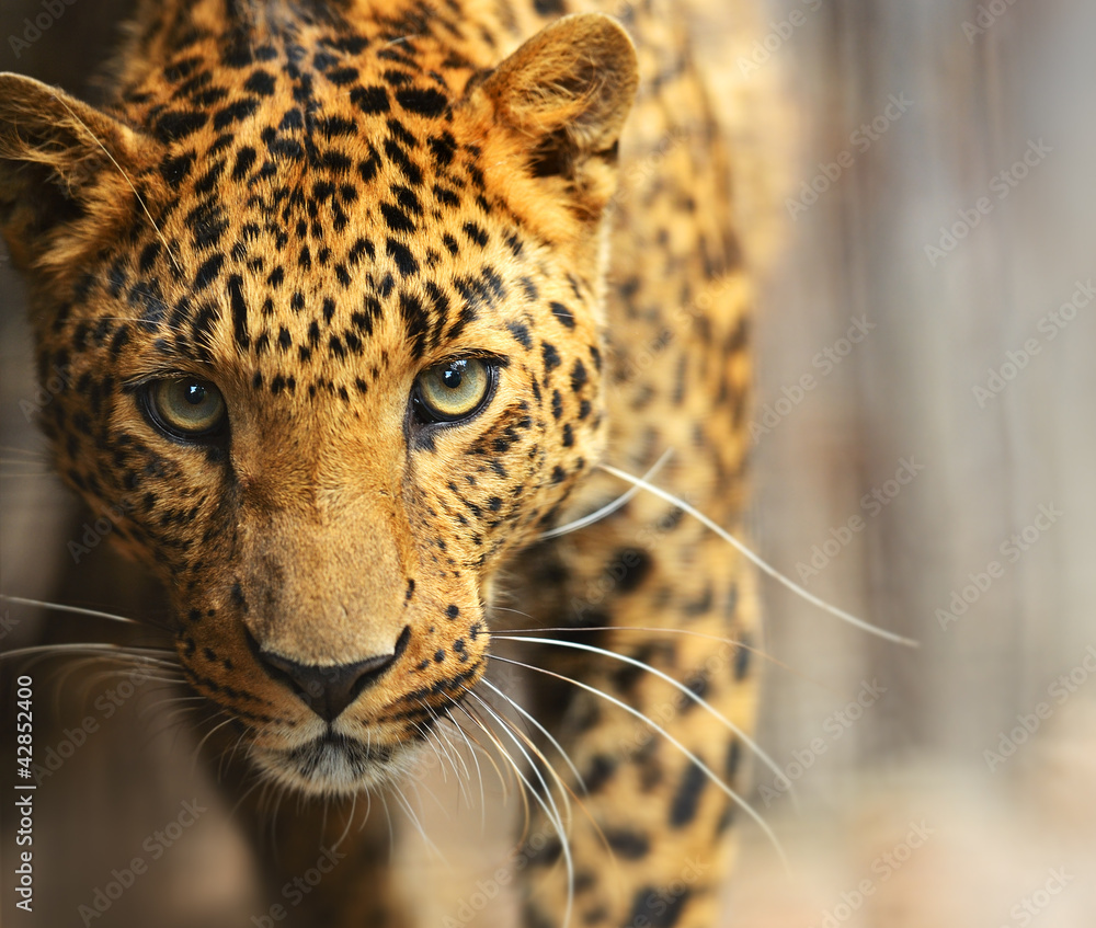 Leopard portrait