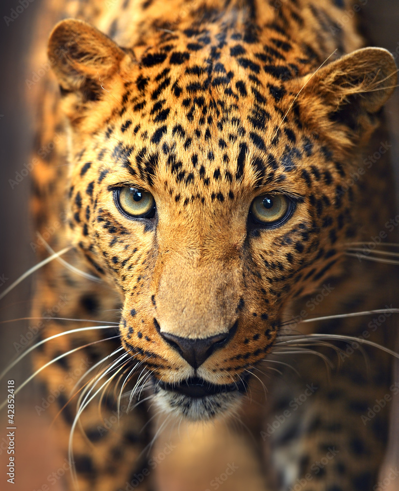 Leopard portrait