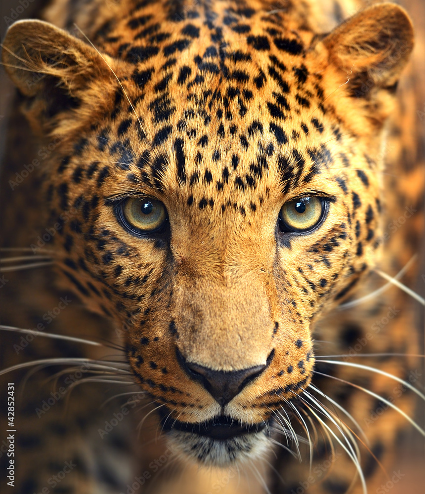 Leopard portrait - obrazy, fototapety, plakaty 