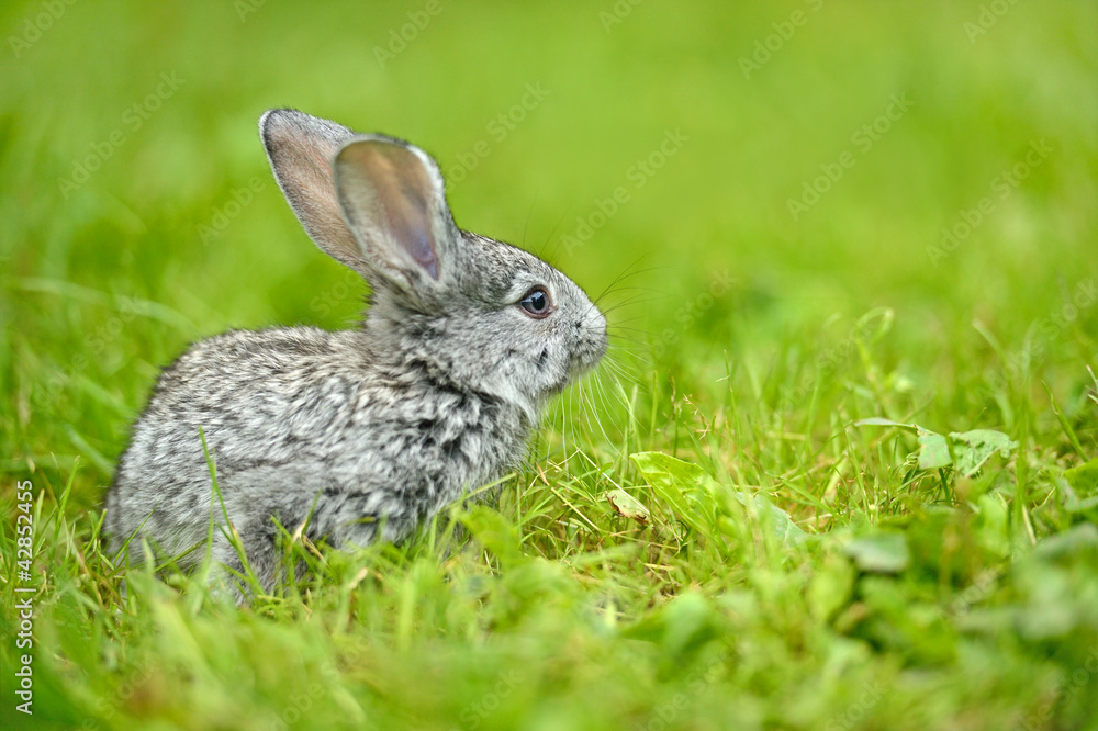 Fototapeta premium A hare is in a green grass