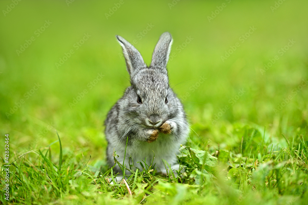 Fototapeta premium A hare is in a green grass