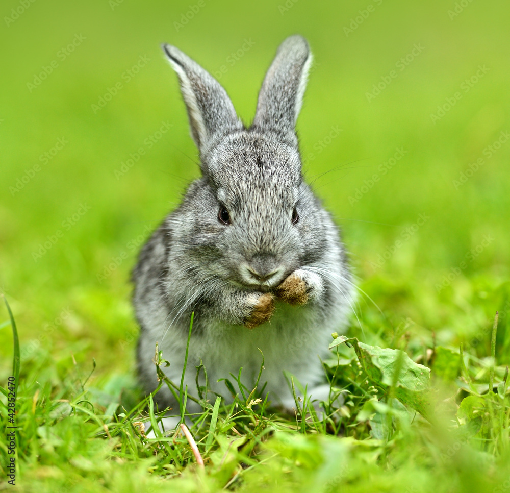 Fototapeta premium A hare is in a green grass
