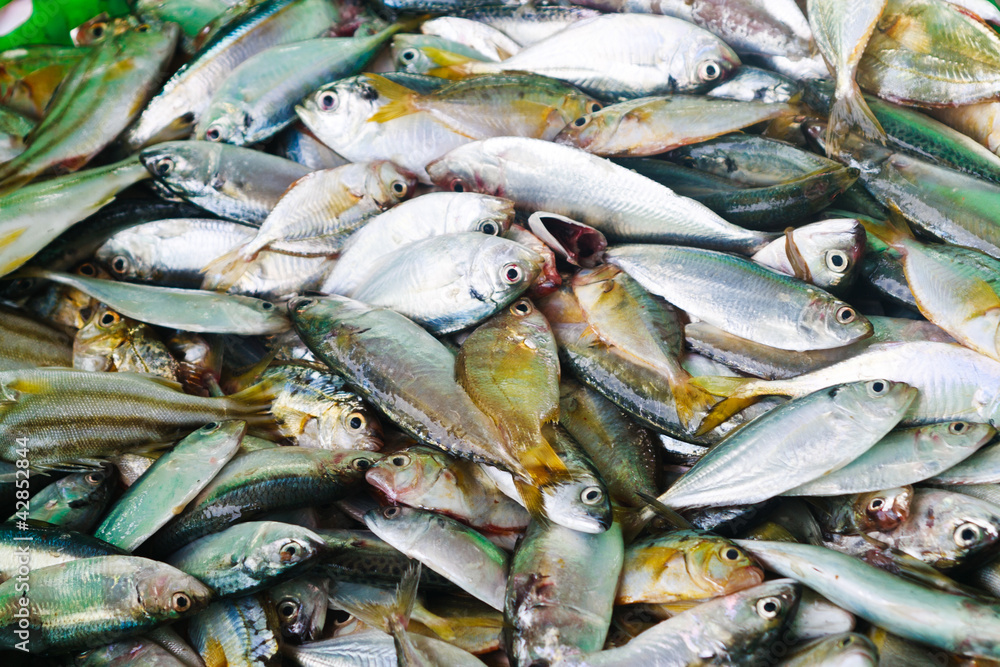 Fototapeta premium fresh fish from sea market