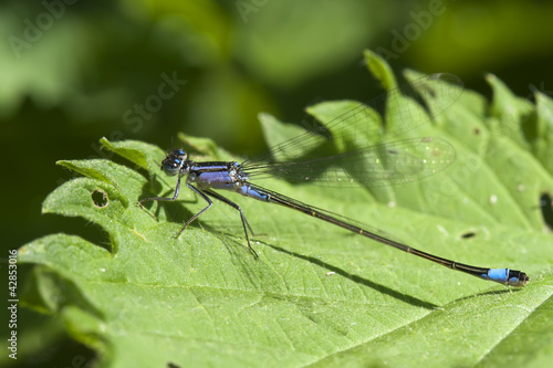 blue dragonfly on a green leaf. Macro