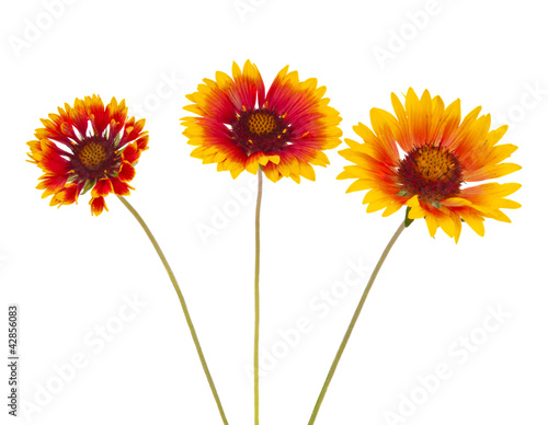 Gaillardia flower photo