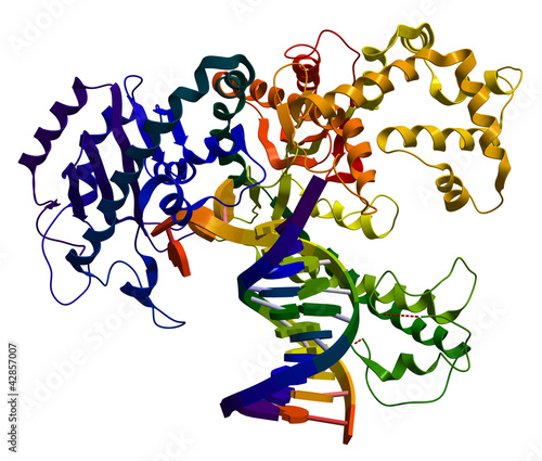 DNA polymerase I. An enzyme that participates in DNA replication
