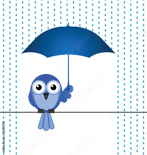 Bird sheltering from the rain