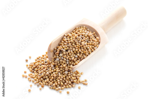 Spice Series - Mustard Seeds