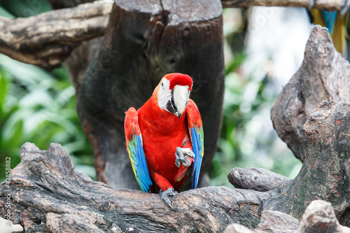 Red macaw sitting on branch