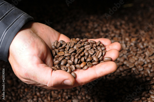 Kaffeebohnen auf der Hand - Qualitätskontrolle
