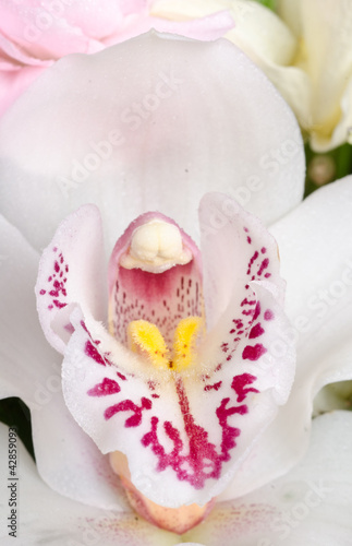 white orchid