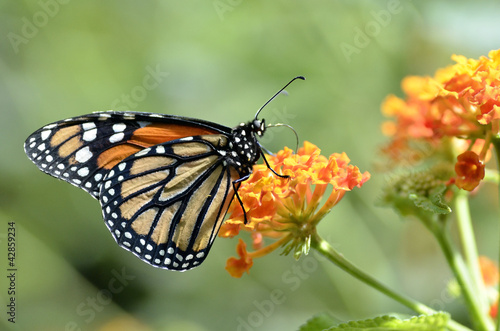 Macro of Monarch butterfly  Danaus plexippus 
