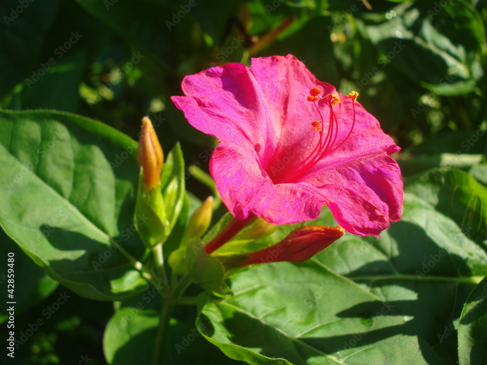 Fototapeta premium Bright garden flower