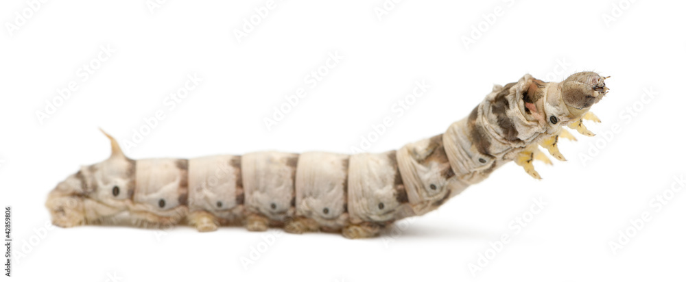 Obraz premium Silkworm larvae, Bombyx mori