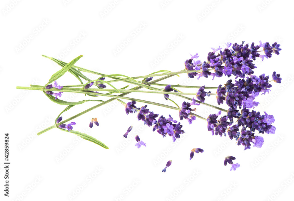 Obraz premium lavender flowers isolated on white