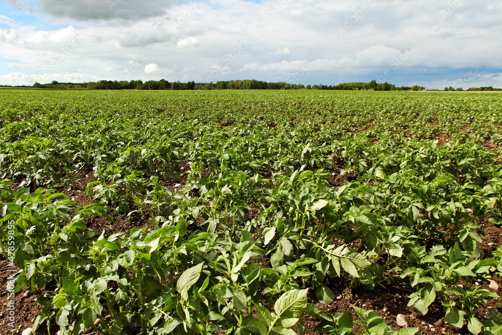 Green potatoes field.
