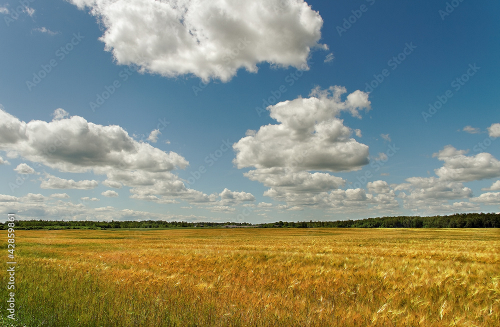 Fototapeta premium Field of barley.