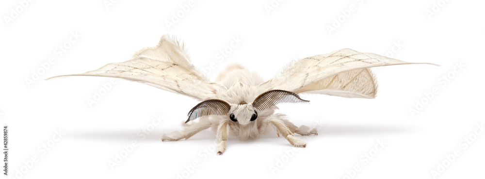 Fototapeta premium Domesticated Silkmoth, Bombyx mori, against white background