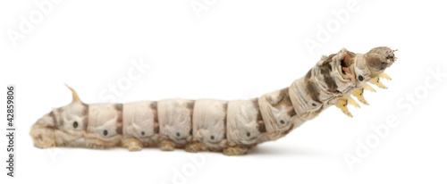 Silkworm larvae, Bombyx mori © Eric Isselée