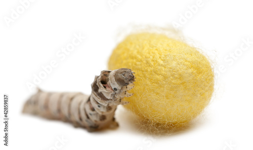 Silkworm larvae and cocoon, Bombyx mori photo