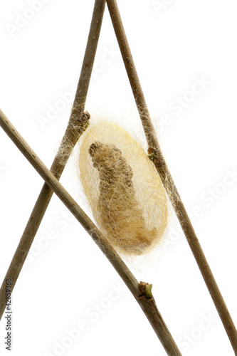 Silkworm larvae caterpillar seen through the cocoon it's making photo