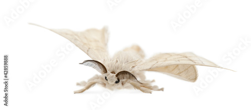 Domesticated Silkmoth, Bombyx mori, against white background