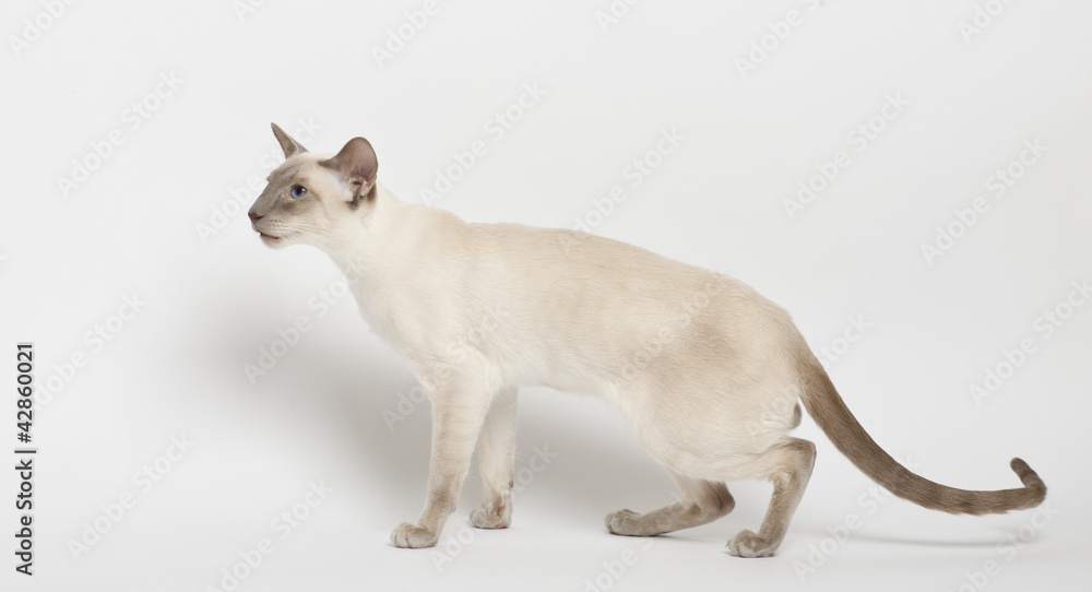 Siamese cat against white background