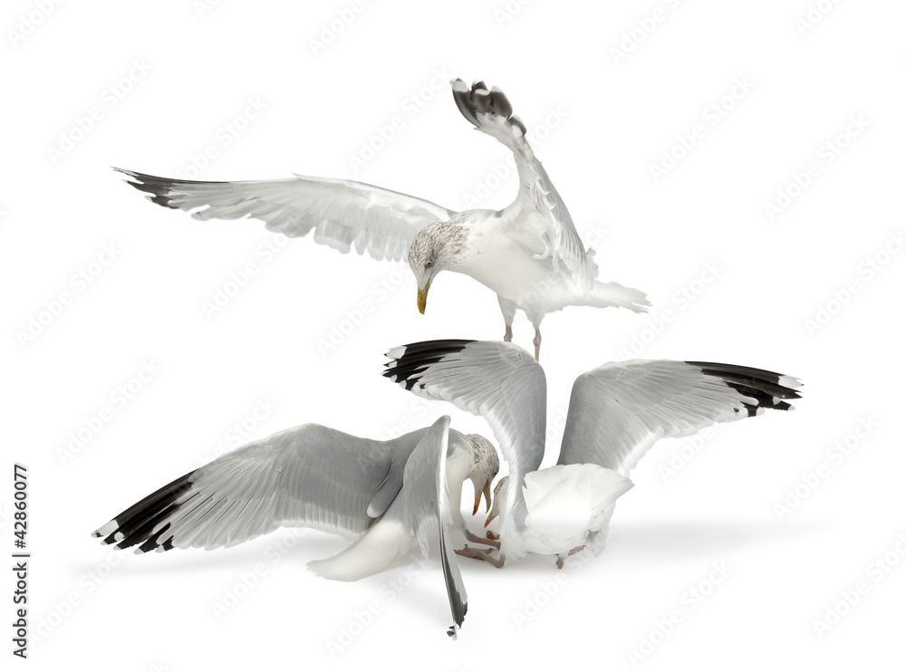 Naklejka premium European Herring Gulls, Larus argentatus, 4 years old, in winter