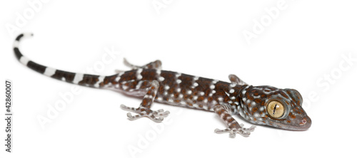 Tokay Gecko, Gekko gecko, portrait against white background