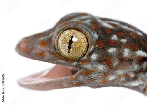 Tokay Gecko, Gekko gecko, close up against white background