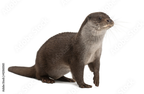 European Otter, Lutra lutra, 6 years old