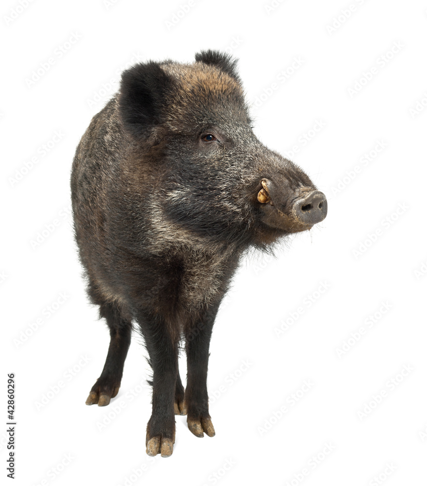 Wild boar, also wild pig, Sus scrofa, 15 years old Wild boar, also wild pig, Sus scrofa, 15 years old