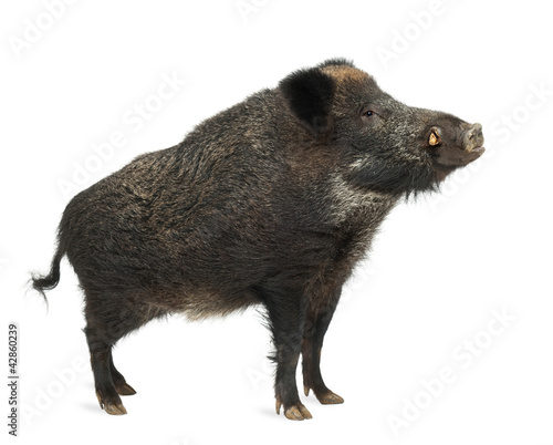 Fototapete Wild boar, also wild pig, Sus scrofa, 15 years old
