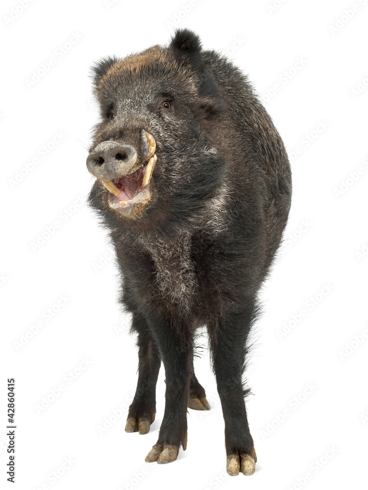 Wild boar, also wild pig, Sus scrofa, 15 years old Wild boar, also wild pig, Sus scrofa, 15 years old