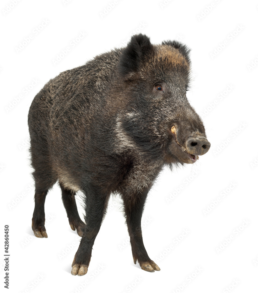 Wild boar, also wild pig, Sus scrofa, 15 years old Wild boar, also wild pig, Sus scrofa, 15 years old