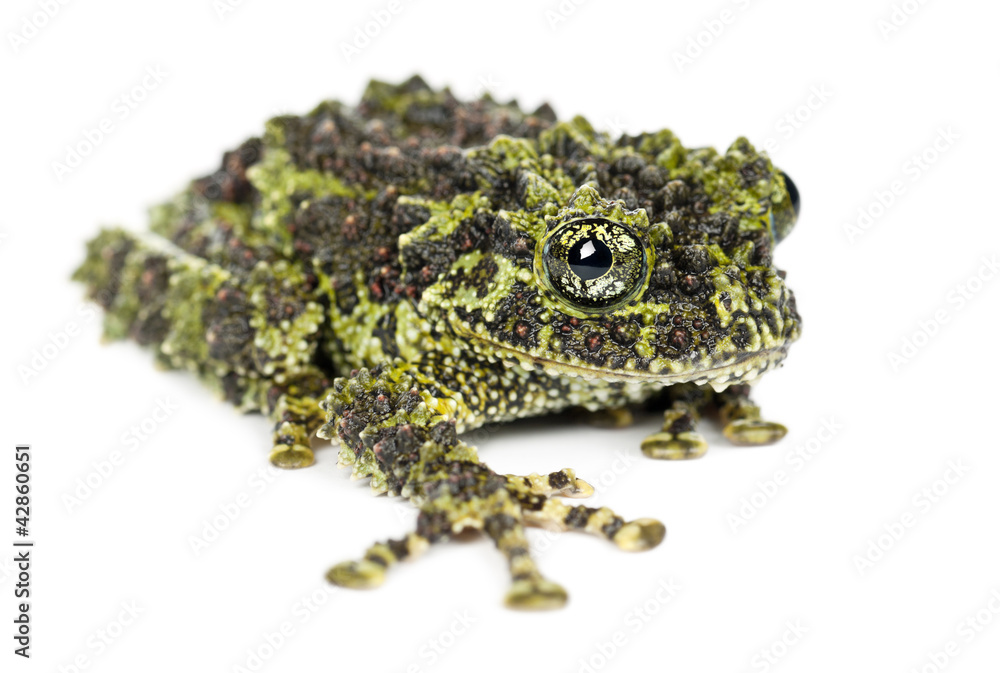 Fototapeta premium Mossy Frog, Theloderma corticale, also known as a Vietnamese Mos