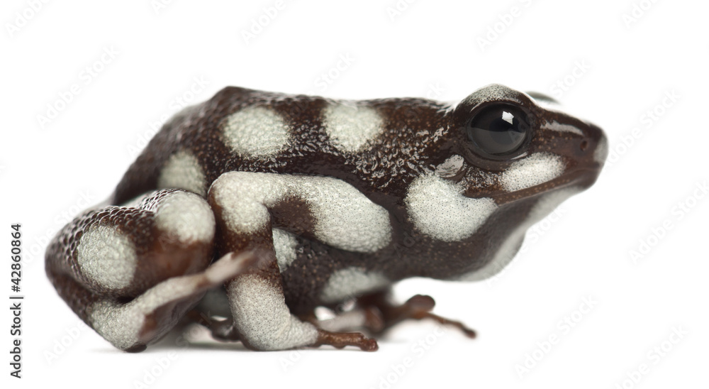 Naklejka premium Maranon Poison Frog or Rana Venenosa, Ranitomeya myster