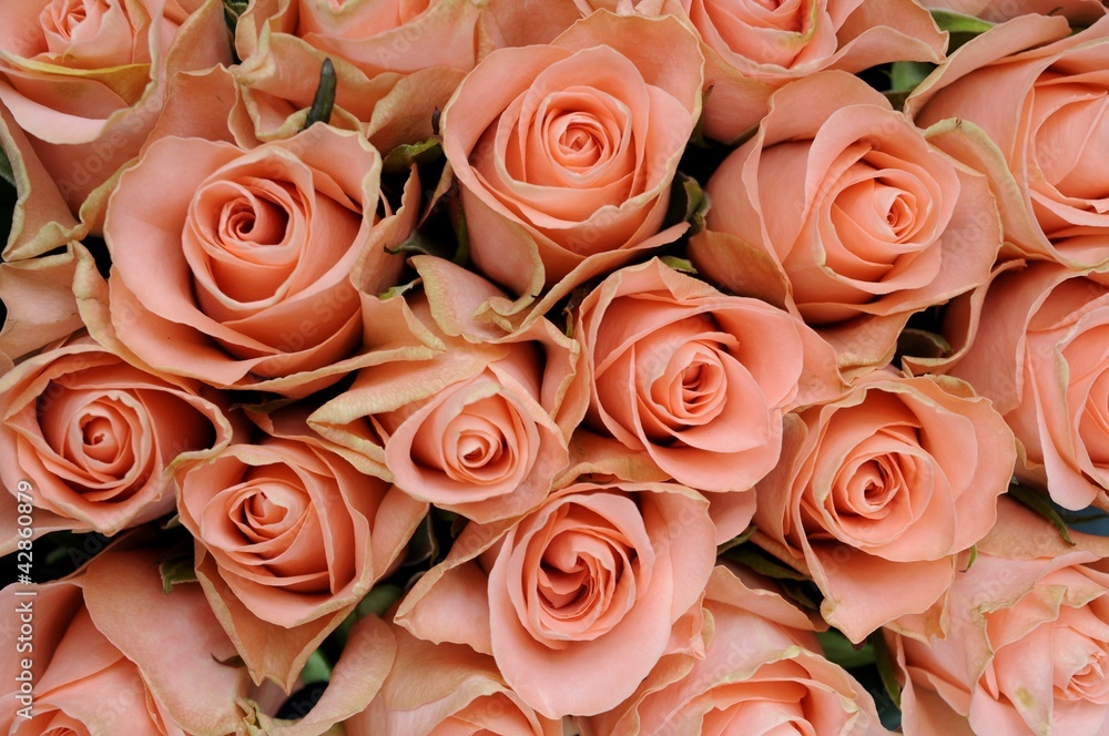 Obraz premium Różowe róże