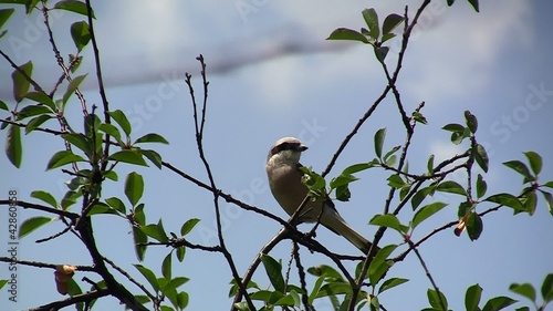 Bird Robin photo