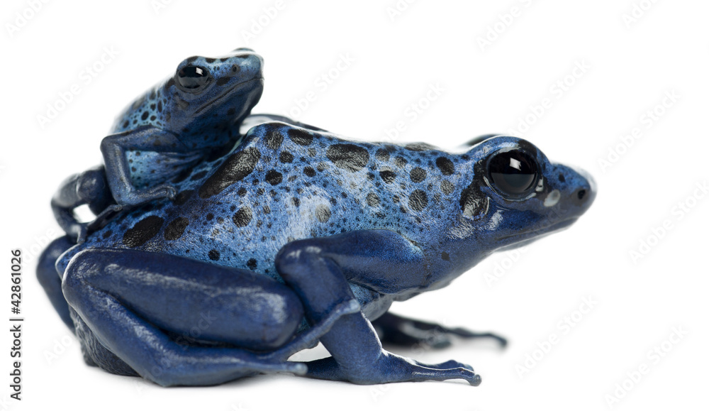 Fototapeta premium Female Blue and Black Poison Dart Frog with young