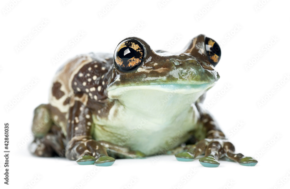 Fototapeta premium Amazon Milk Frog, Trachycephalus resinifictrix