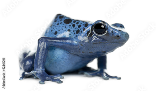 Blue and Black Poison Dart Frog, Dendrobates azureus