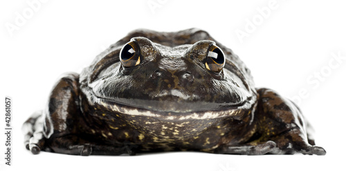 Foto American bullfrog or bullfrog, Rana catesbeiana