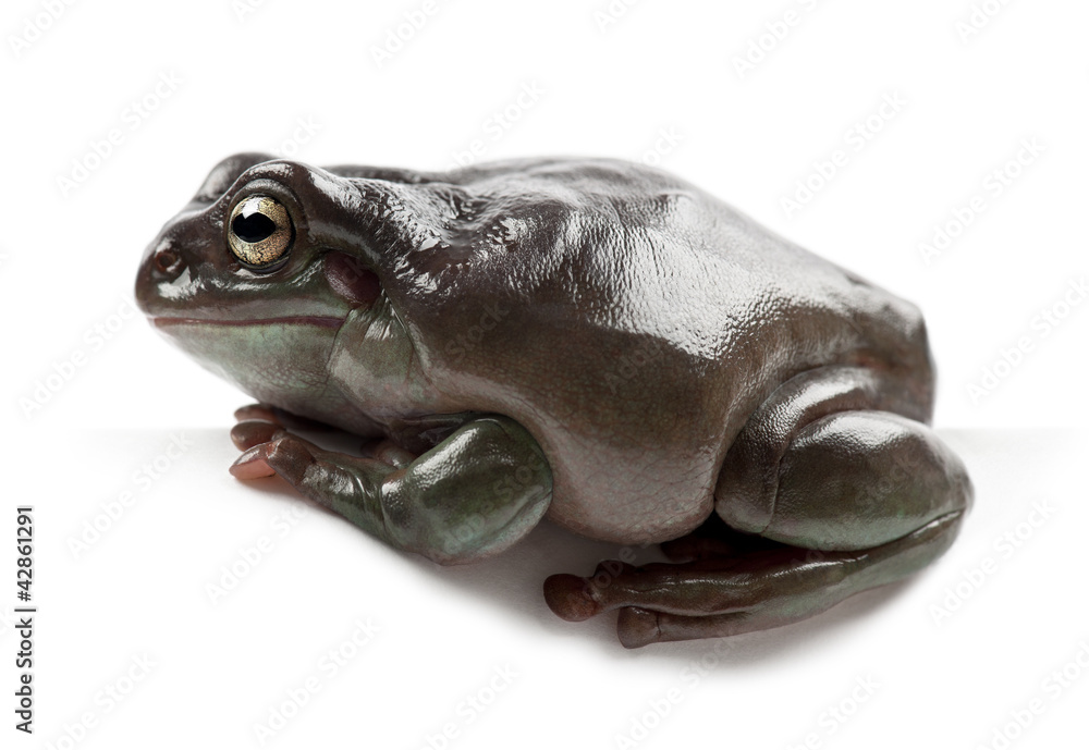 Obraz premium Australian Green Tree Frog