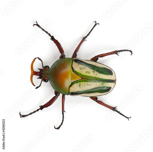 Foto Male Flamboyant Flower Beetle or Striped Love Beetle