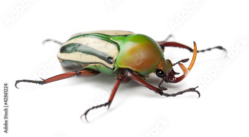 Male Flamboyant Flower Beetle or Striped Love Beetle