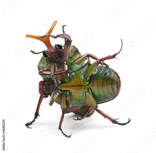 Fighting Flamboyant Flower Beetles or Striped Love Beetle