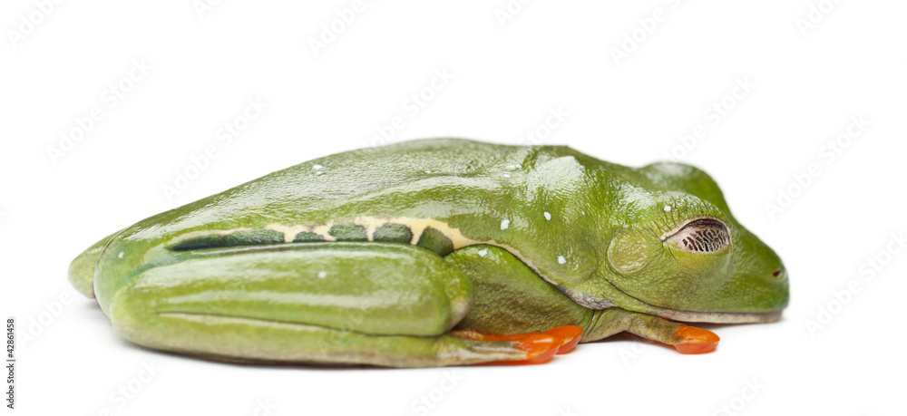 Obraz premium Red-eyed Treefrog, Agalychnis callidryas