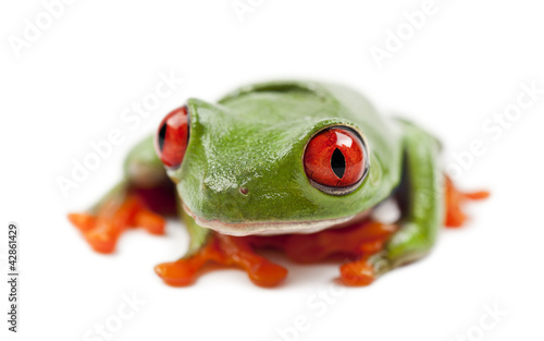 Red-eyed Treefrog, Agalychnis callidryas
